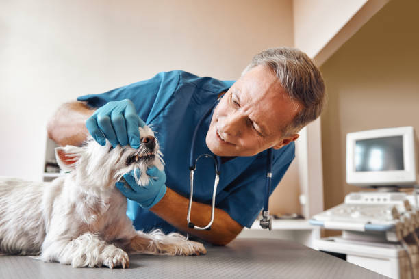 Best Emergency Dental Surgery in University Gardens, NY
